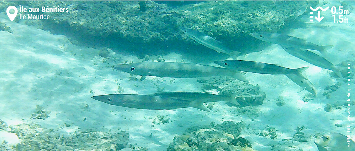 Barracuda à nageoires pointues à île aux Bénitiers