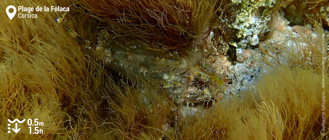 Black scorpionfish at Plage de la Folaca