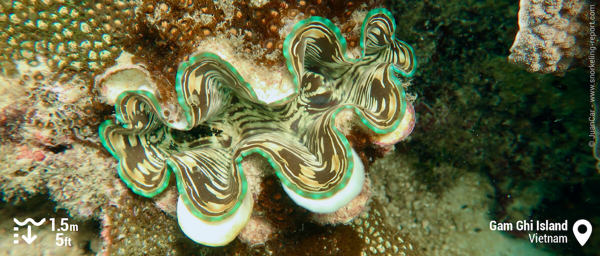 Giant clam at Gam Ghi Island