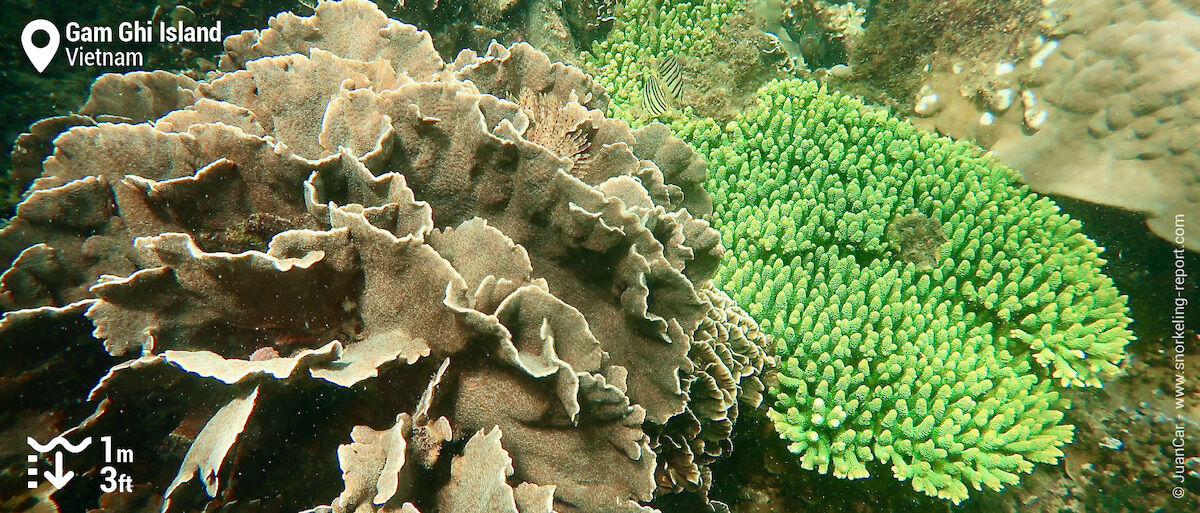 Coral reef at Gam Ghi Island