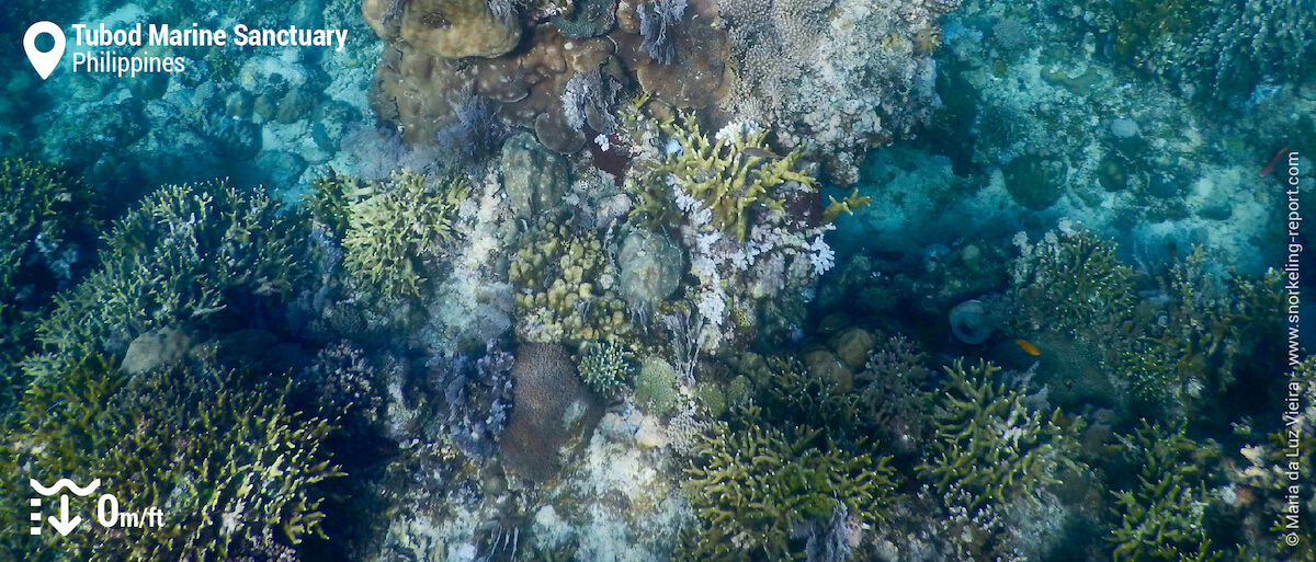 Snorkeling over a coral reef at Tubod Marine Sanctuary
