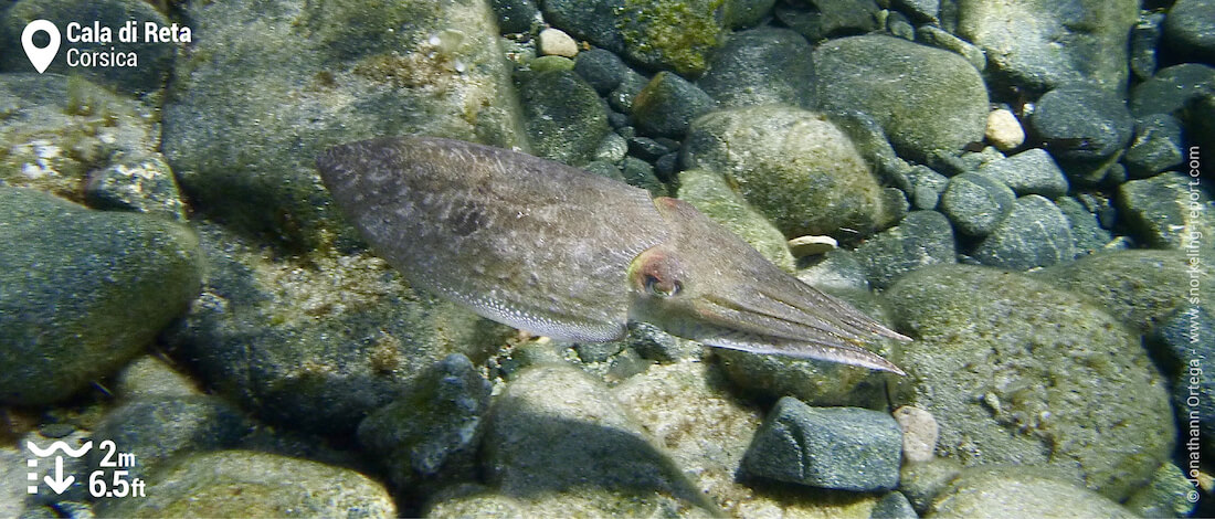 Cuttlefish at Cala di Reta