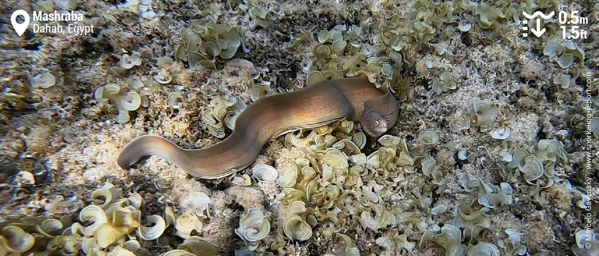 A geometric moray in Mashraba