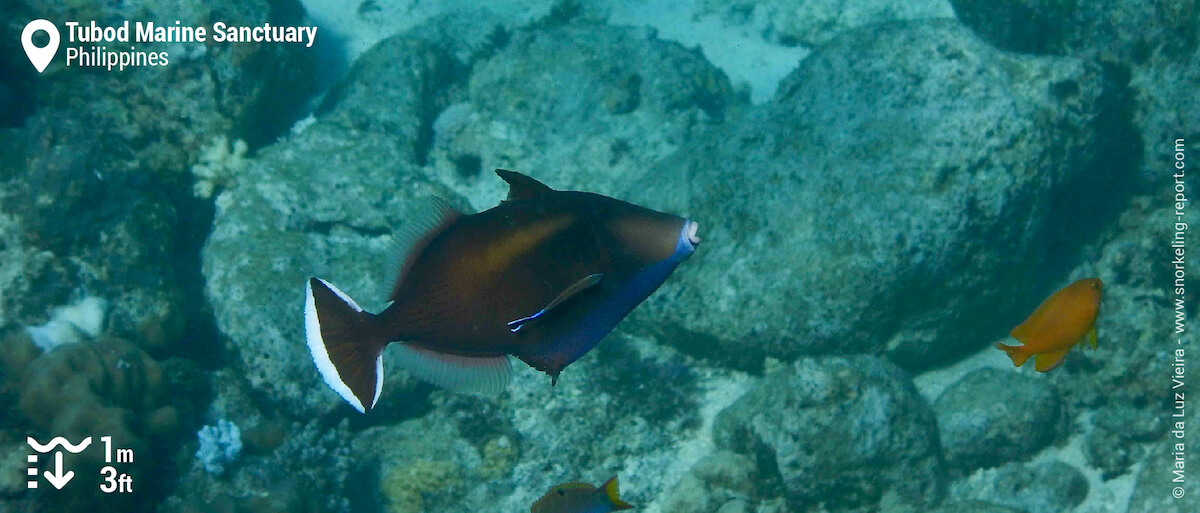 Halfmoon triggerfish in Tubod Marine Sanctuary