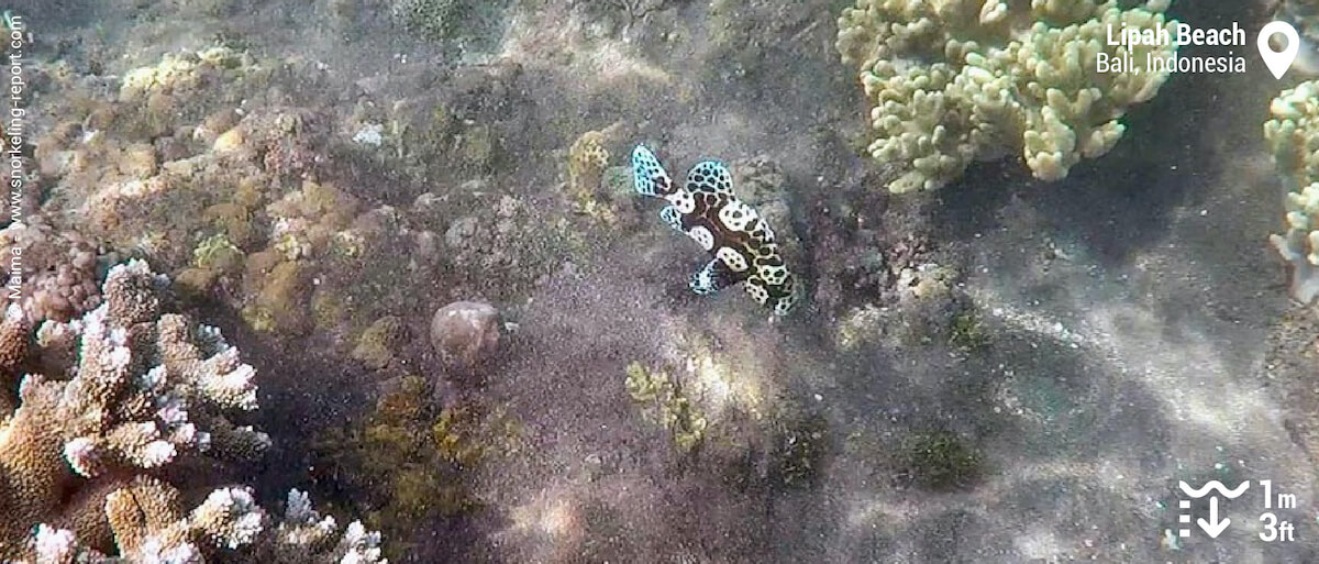Harlequin sweetlips at Lipah Beach