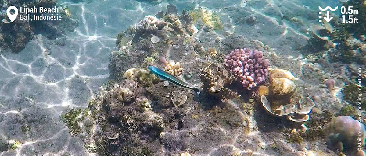 Malacanthe bleu à Lipah Beach