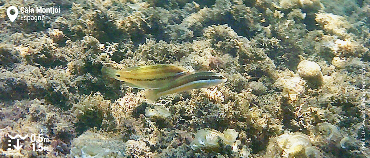 Labres à Cala Montjoi