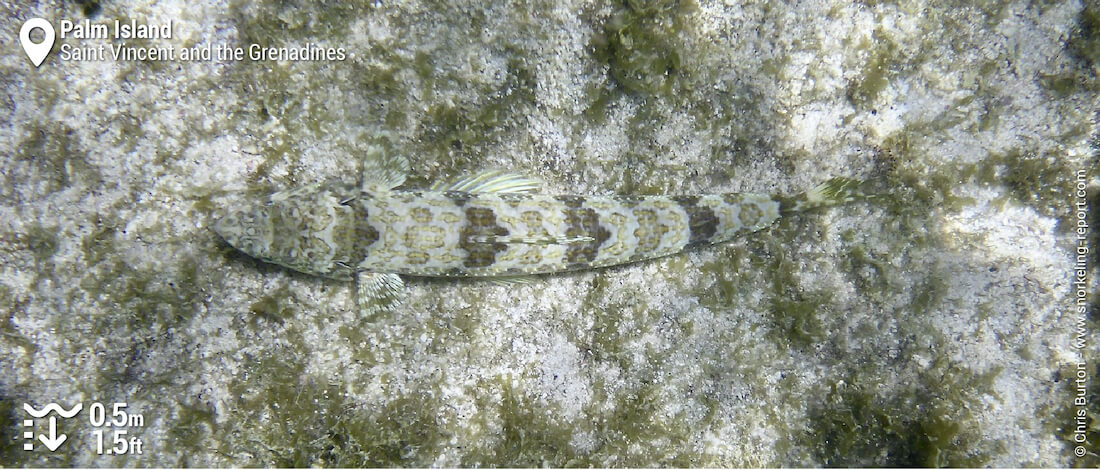 Lizardfish at Palm Island