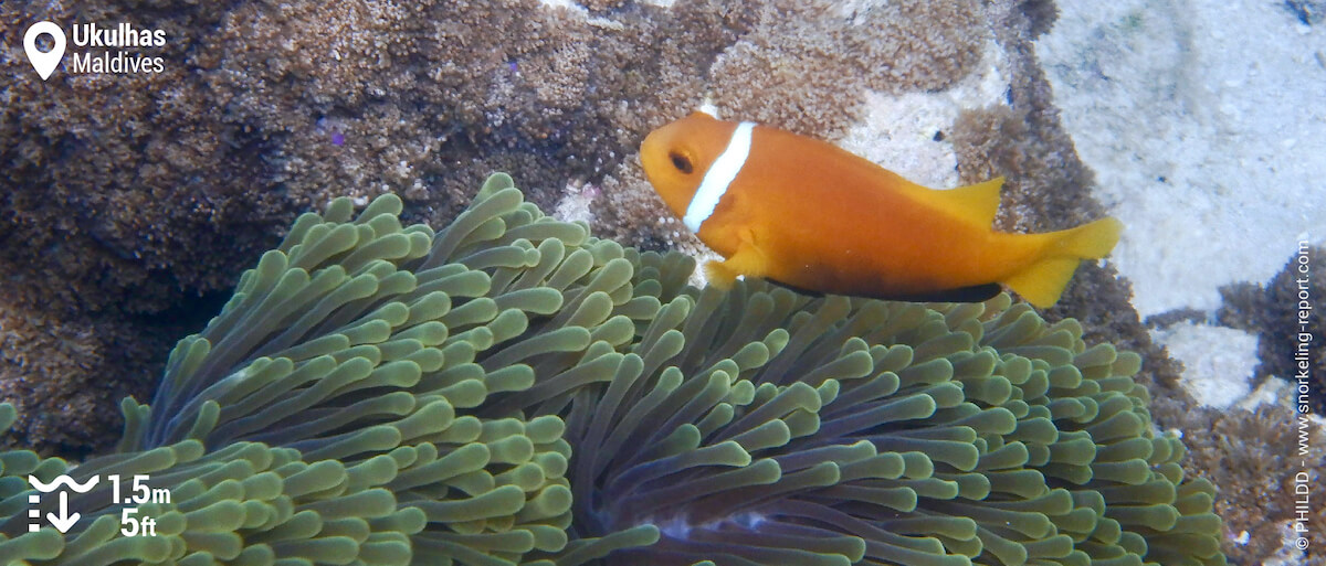 Maldive anemonefish in its sea anemone in Ukulhas