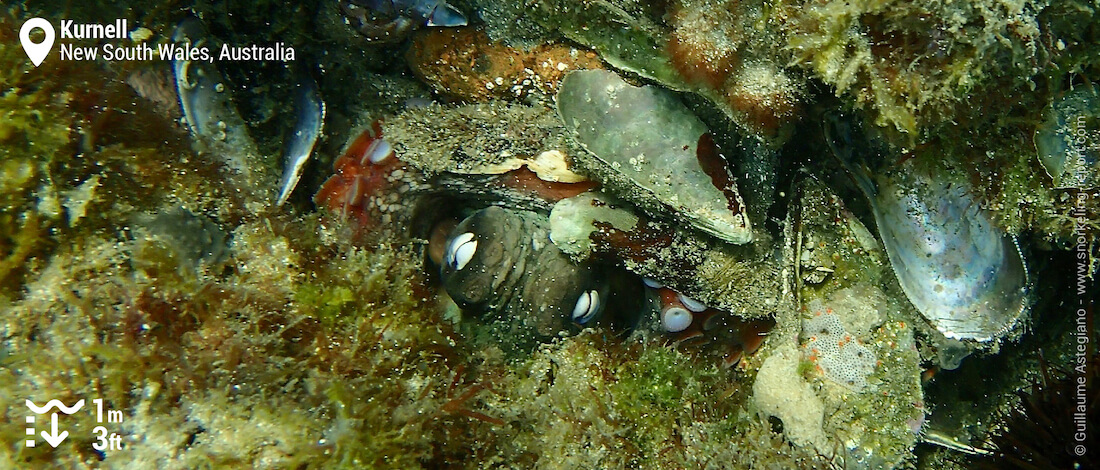 Octopus in Kurnell