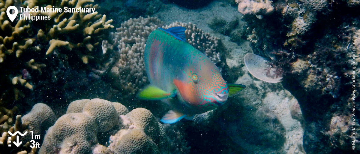 Rivulated parrotfish at Tubod Marine Sanctuary