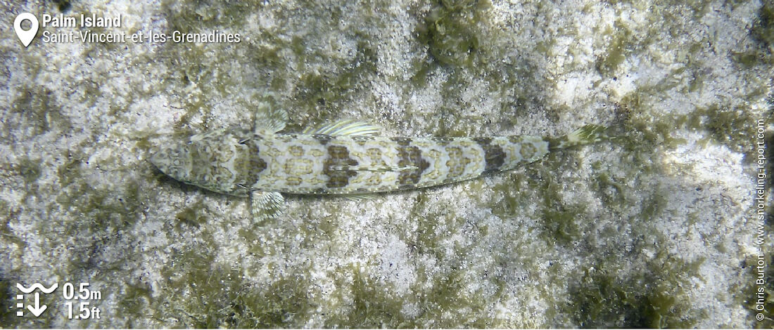 Poisson-lézard rouge à Palm Island