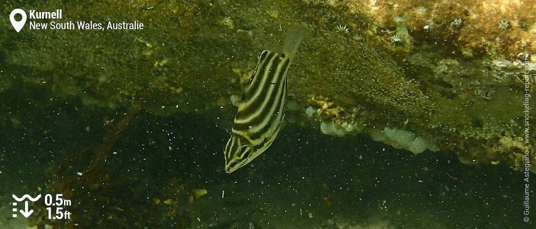 Poisson rayé à Kurnell