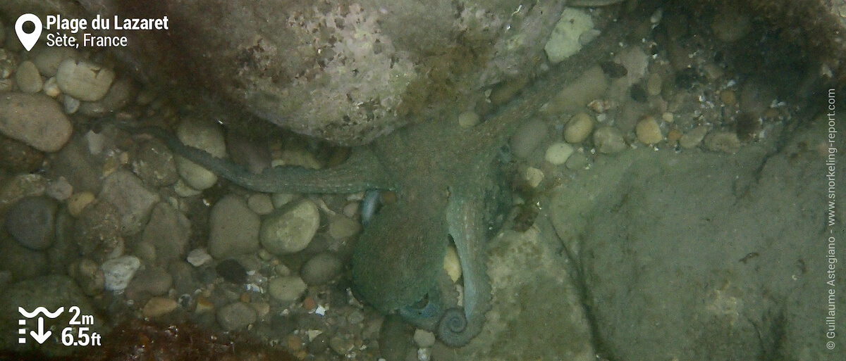 Poulpe commun à la Plage du Lazaret