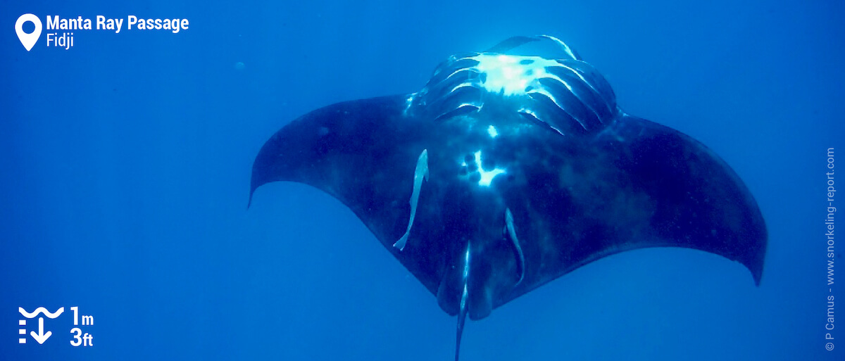 Pirouette d'une raie manta au Manta Ray Passage