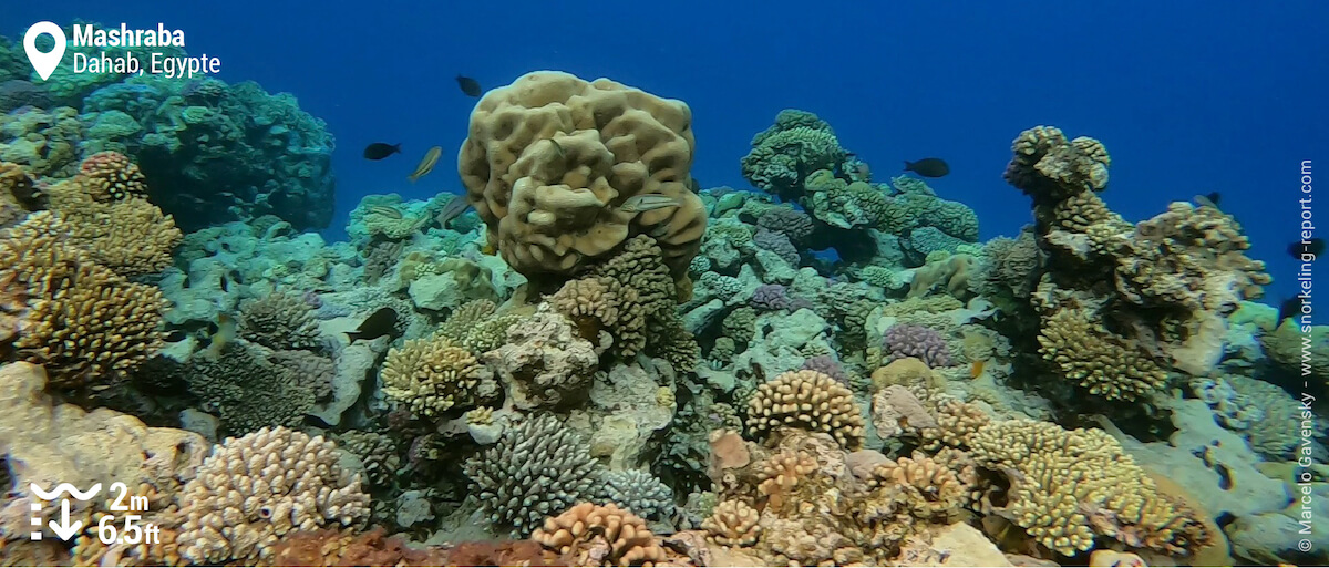 Récif corallien à Mashraba, Dahab