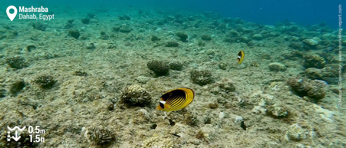 Red sea raccoon butterflyfish at Mashraba, Dahab