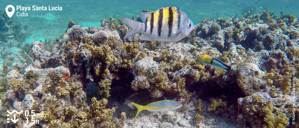 Reef fish at Playa Santa Lucia