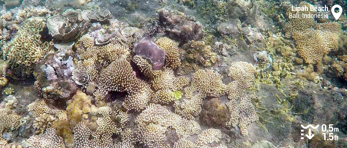 Récif corallien à Lipah Beach