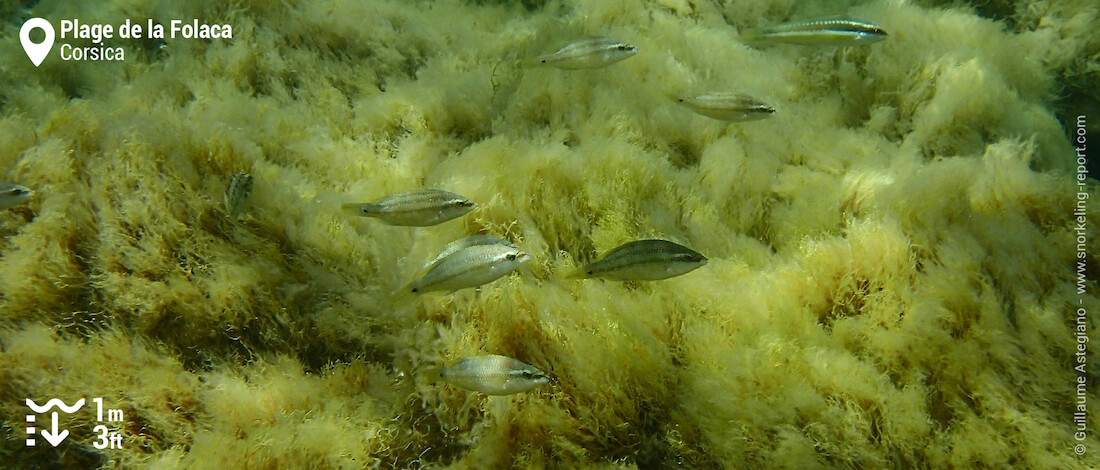 School of fivespotted wrasse at Plage de la Folaca