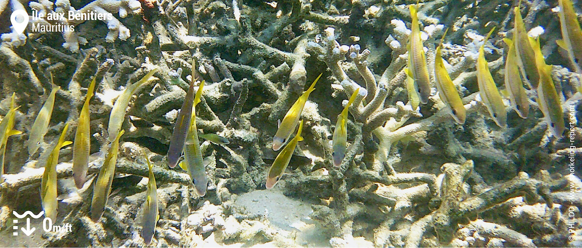 Shoal of yellowfin goatfish at Ile aux Benitiers