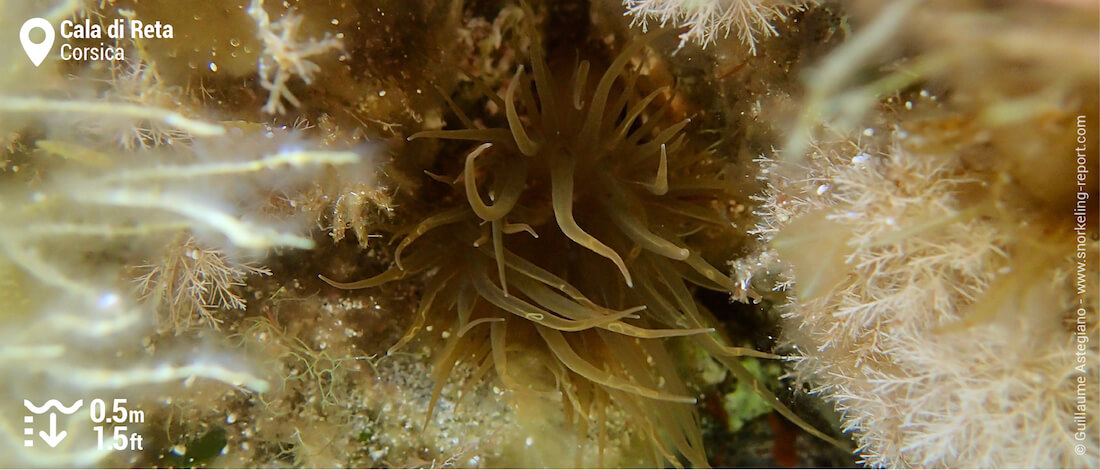 Sea anemone at Cala di Reta