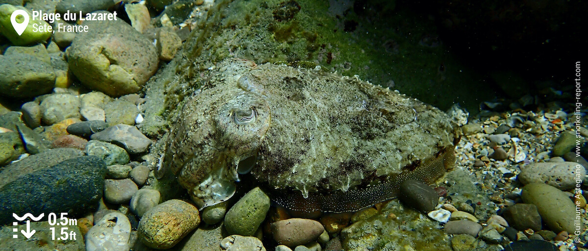 Common cuttlefish at Plage du Lazaret