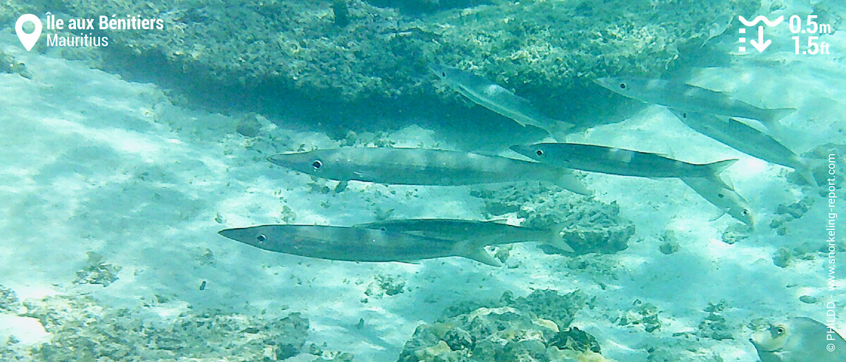 School of sharpen barracuda at Ile aux Bénitiers