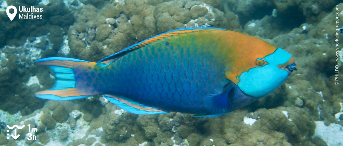 Singapore parrotfish in Ukulhas