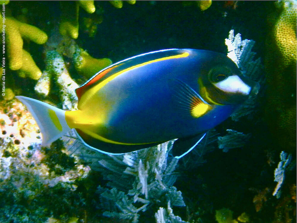 Acanthurus japonicus