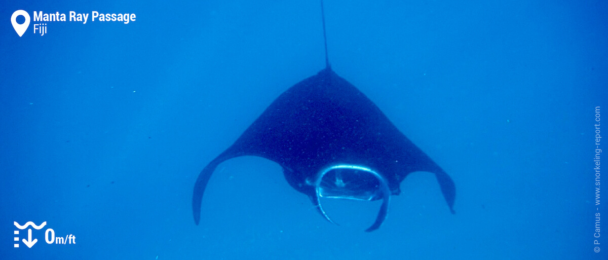 Snorkeling with manta rays at Manta Ray Passage, Fiji