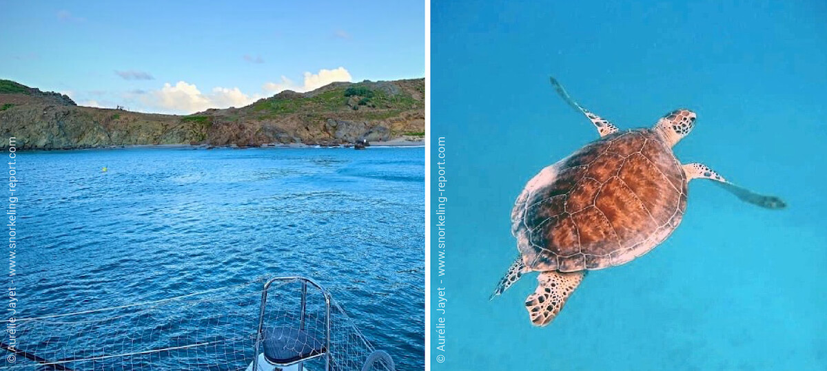Snorkeling with sea turtles at Anse de Colombier, St Barts