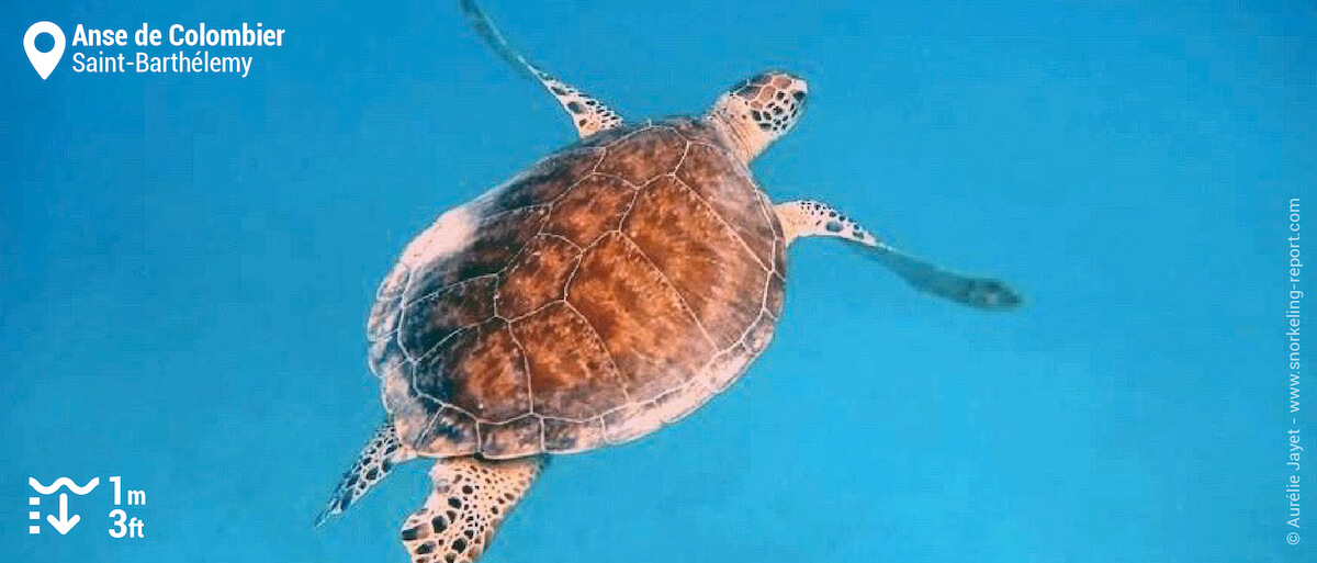 Snorkeling with a sea turtle at Anse de Colombier, St Barth