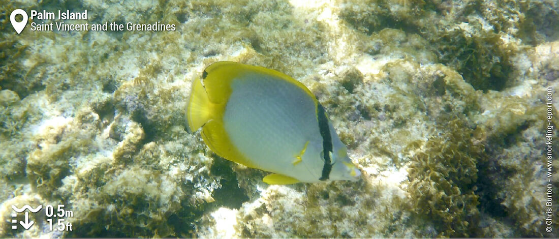 Spotfin butterflyfish at Palm Island