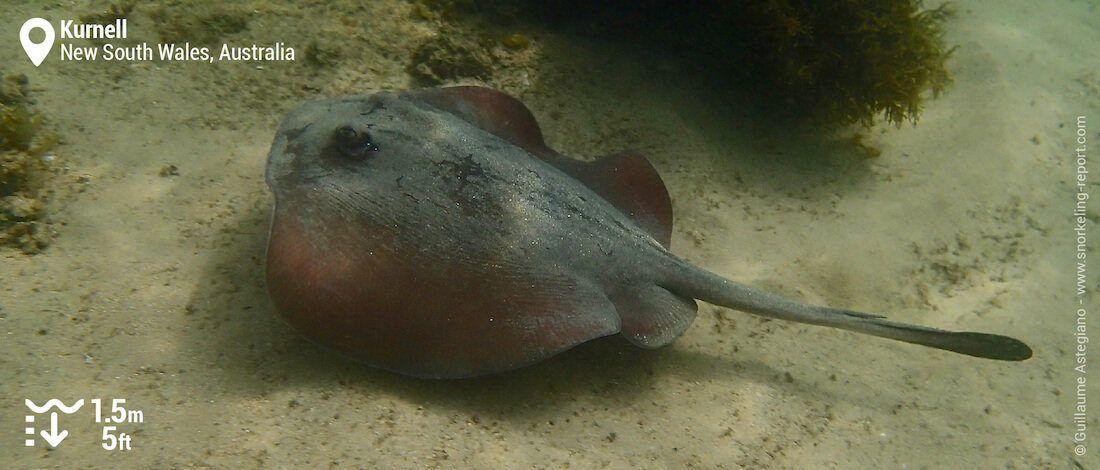 Snorkeling with a stingray in Kurnell