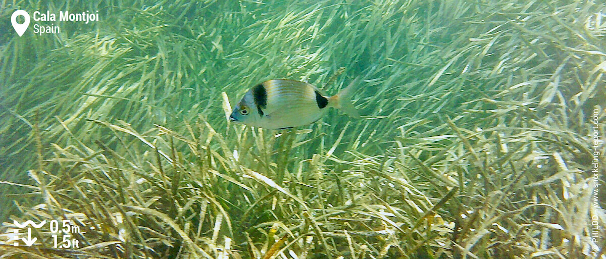 Two-banded sea bream at Cala Montjoi