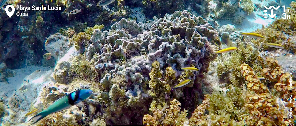 Bluehead wrasse at Playa Santa Lucia