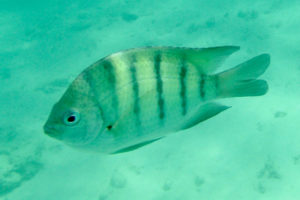 Abudefduf bengalensis