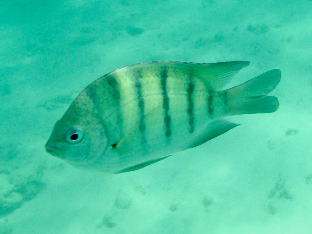 Abudefduf bengalensis