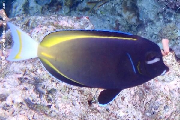 Acanthurus nigricans