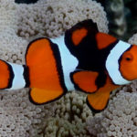 Clownfish