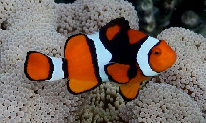 Anemonefish