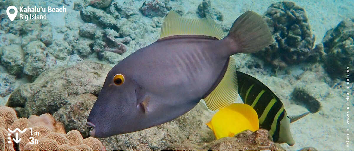 Barred filefish at Kahalu'u Bay