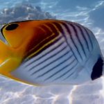 Butterflyfish & bannerfish