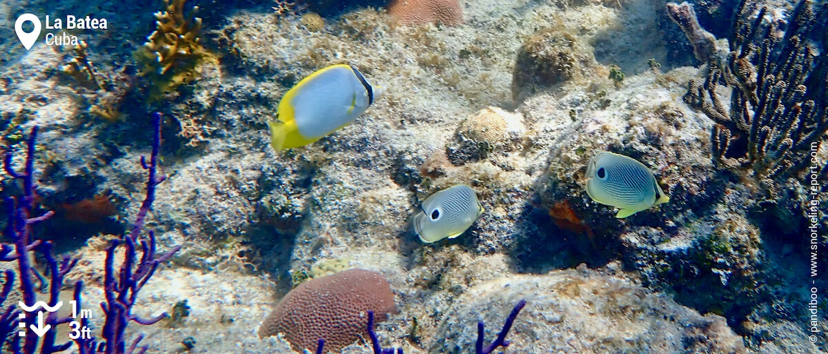 Butterflyfish at Playa La Batea