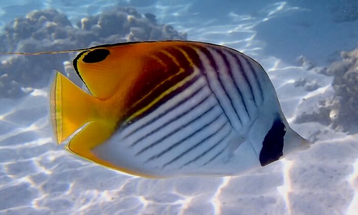 Butterflyfish