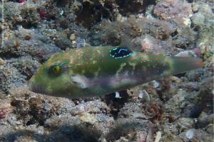 Canthigaster bennetti