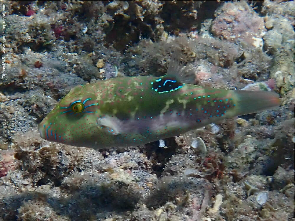 Canthigaster bennetti