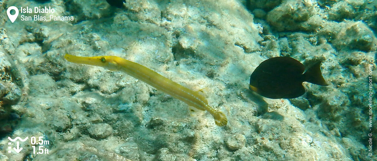 Caribbean trumpetfish at Isla Diablo