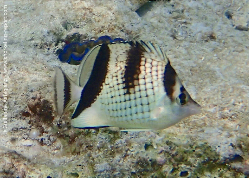 Chaetodon argentatus